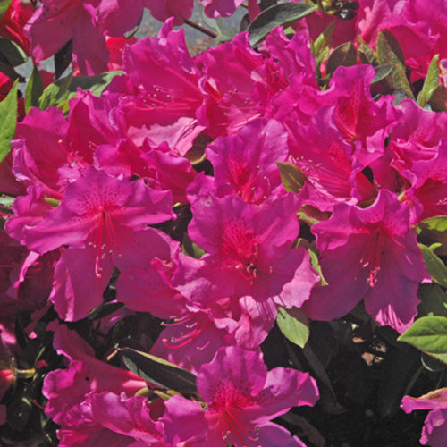 Encore Autumn Amethyst Azalea