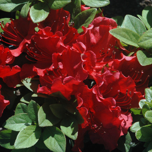 Encore Autumn Embers Azalea