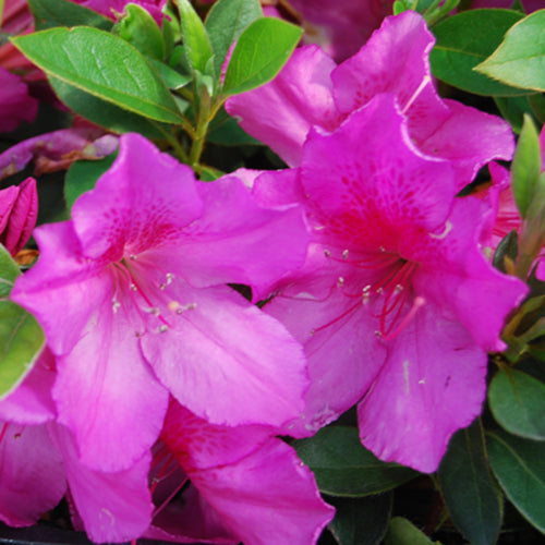 Formosa Azalea