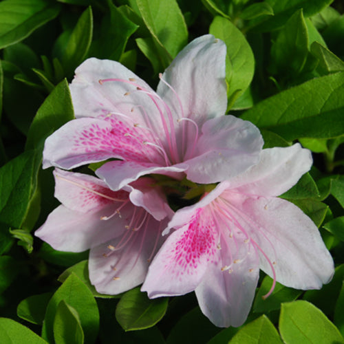 George Tabor Azalea