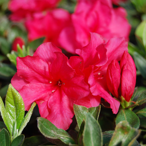 Hersey Red Azalea