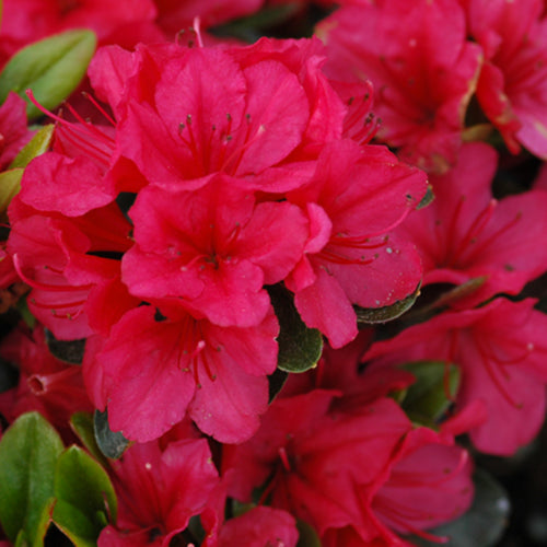 Hino Crimson Azalea