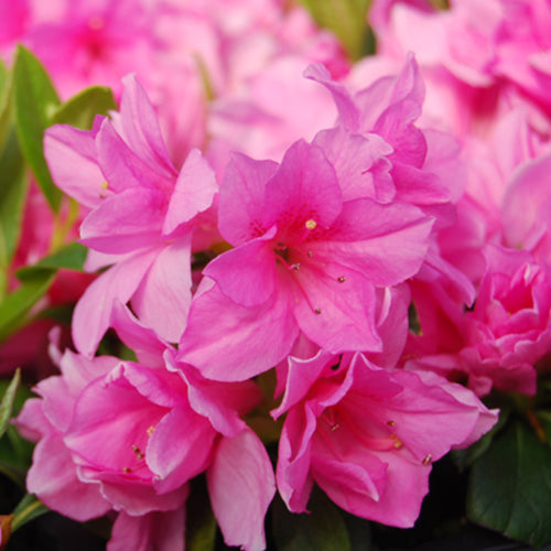 Pink Ruffle Azalea