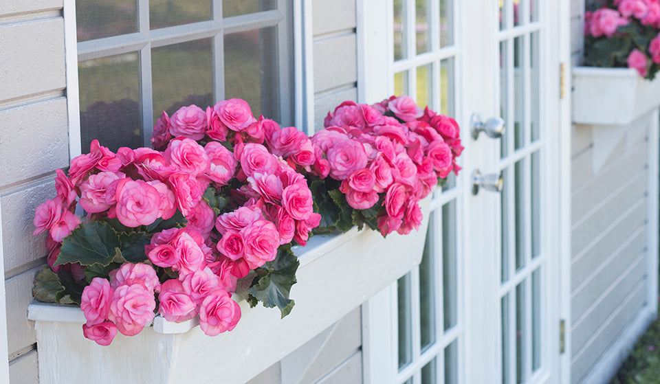 Begonia