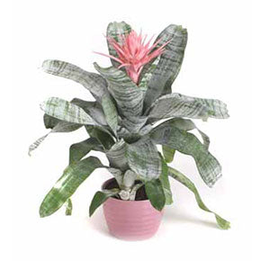 Urn Bromeliad