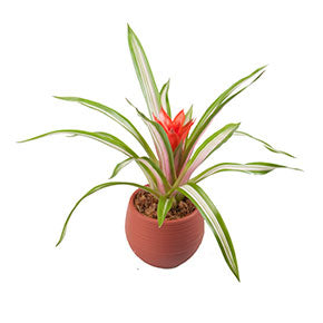 Variegated Guzmania Bromeliad