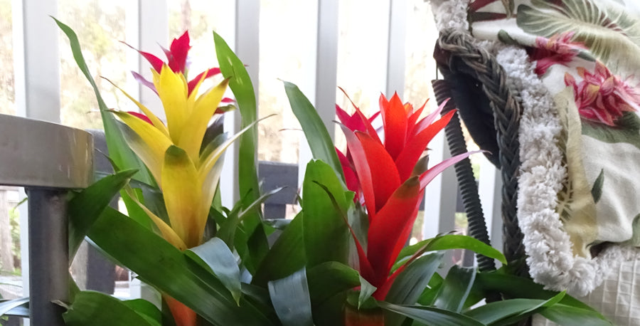 The Magic of Bromeliads