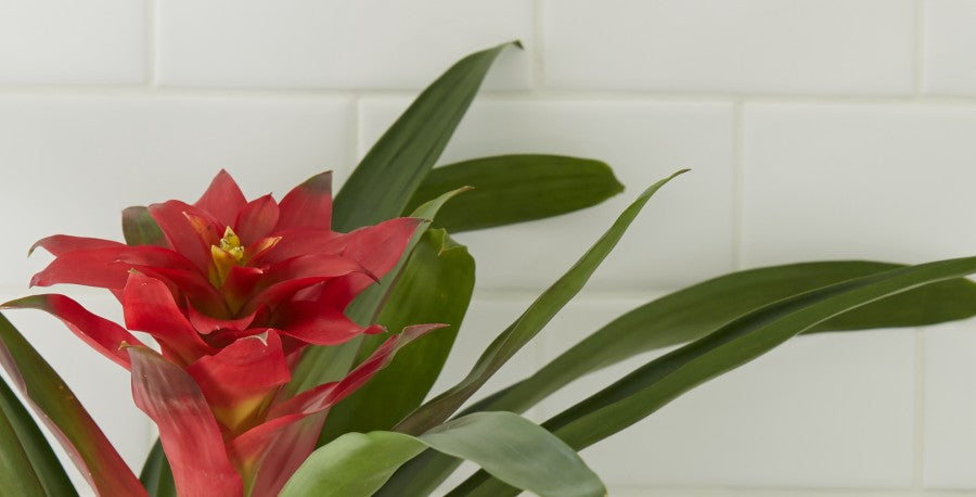 How to Grow Bromeliads Indoors