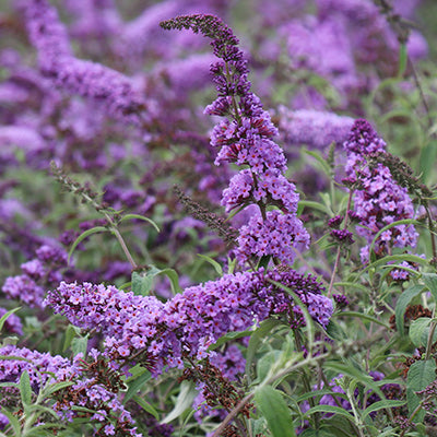 Nanho Purple Butterfly Bush