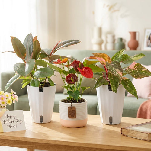 Top Gifts for Mother's Day