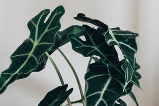 What the Common Names of Plants Reveal
