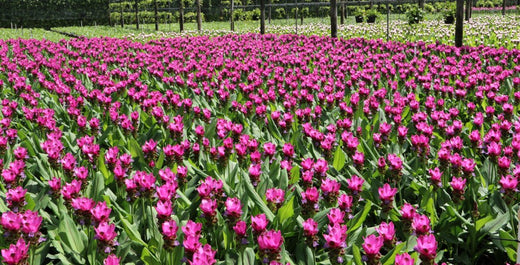 Curcuma: Plant A Summer Surprise