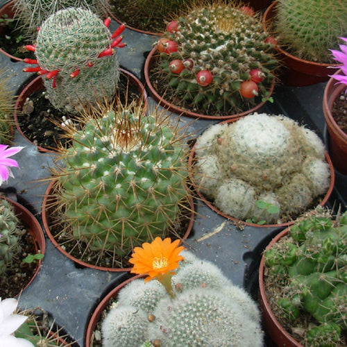 Have You Hugged Your Cacti Today?