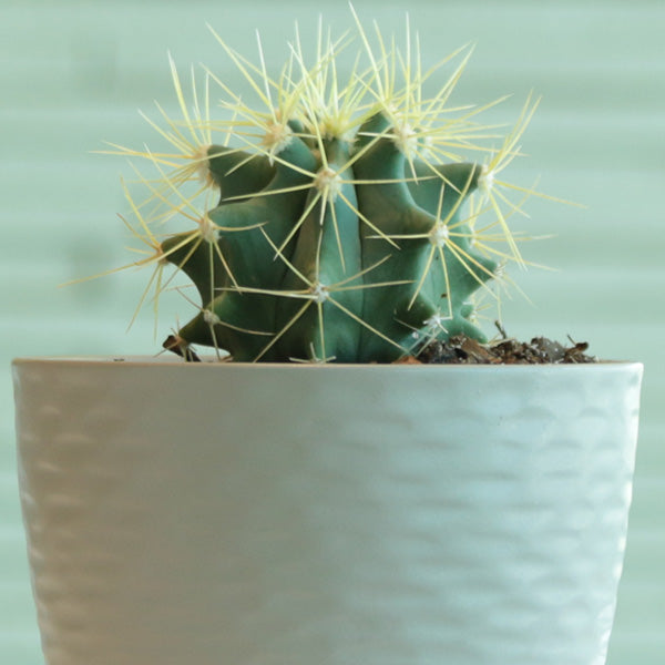 Blue Barrel Cactus