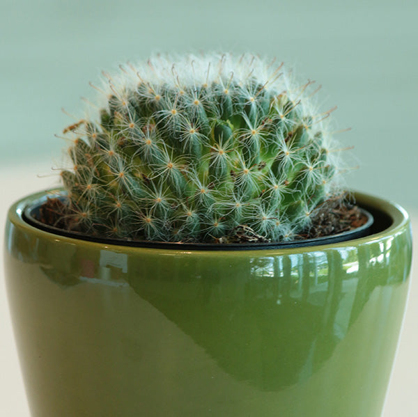 Powderpuff Cactus