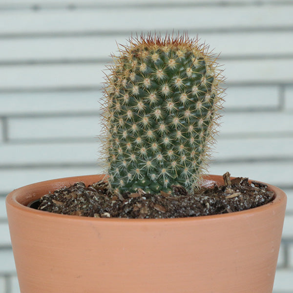 South American Pincushion Cactus