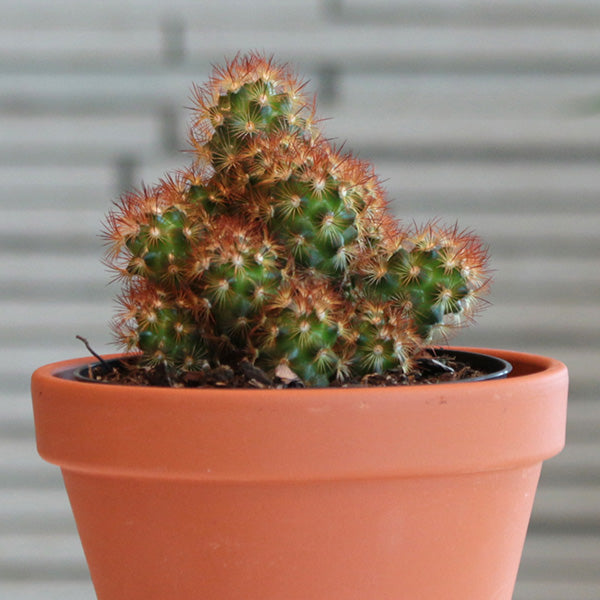 Copper King Ladyfinger Cactus