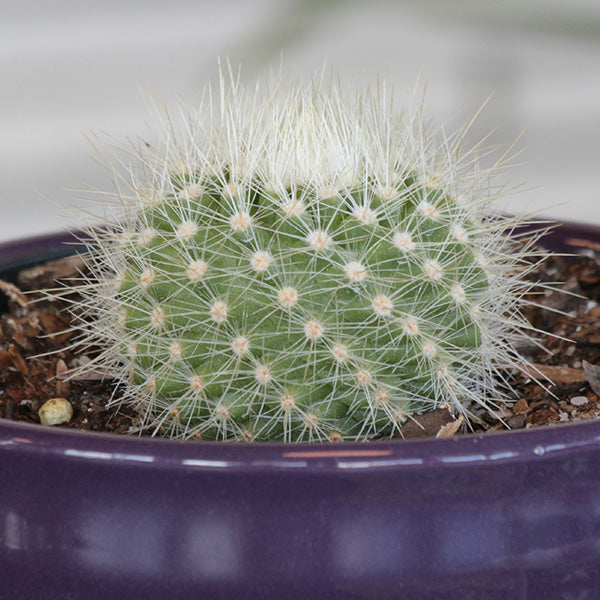 Rainbow Pincushion Cactus