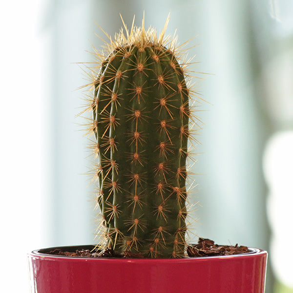 Red Torch Cactus