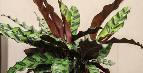 Pick a Pattern: Calathea