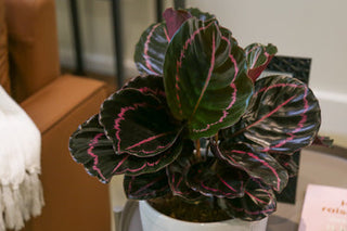 Dottie Calathea