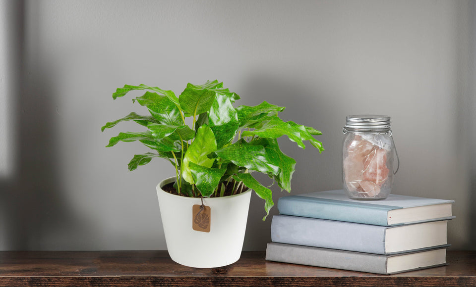 Botanical BFFs: Plants to Boost Your Study Game