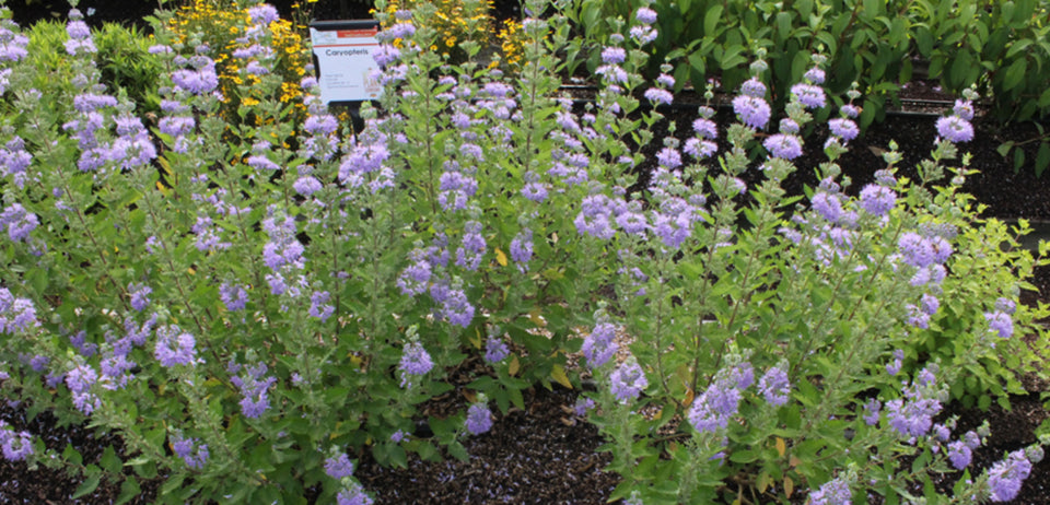Bluebeard Shrub