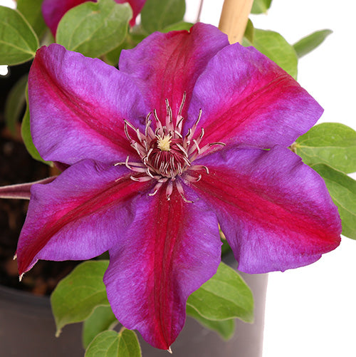 Mrs. N. Thompson – Costa Farms