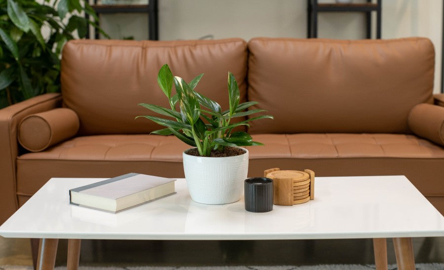 Cobra Monstera: Ticking All the Boxes