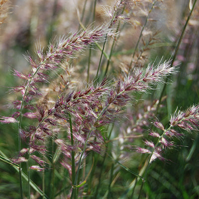 Color para tu Jardín