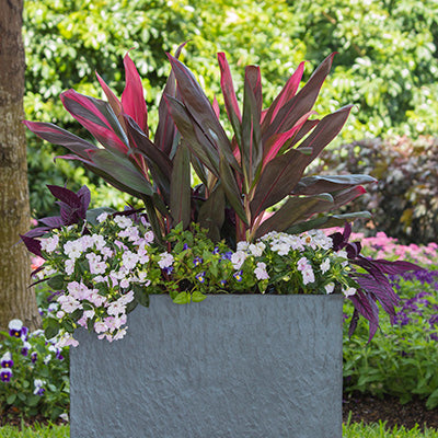 Cómo Mantener Tus Plantas en Tiesto Durante el Crudo Verano