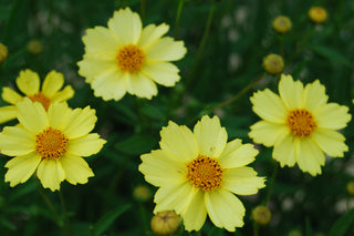 Coreopsis
