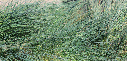 Gray Hair Grass