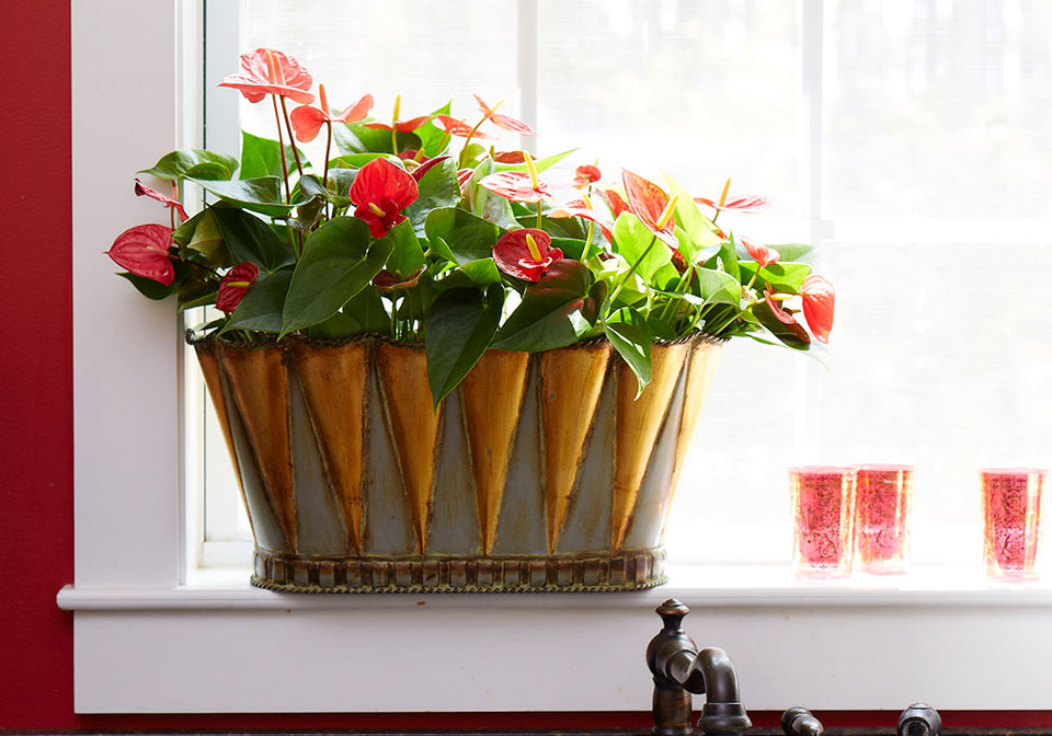 Add Color to Your Home with Flowering Houseplants