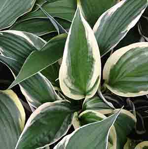 A Shopper's Guide to Buying the Best Hostas