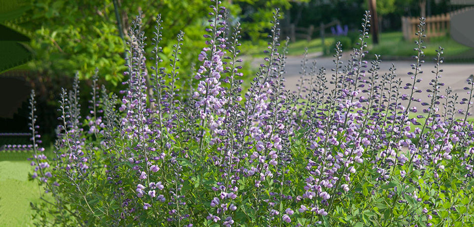 Baptisia
