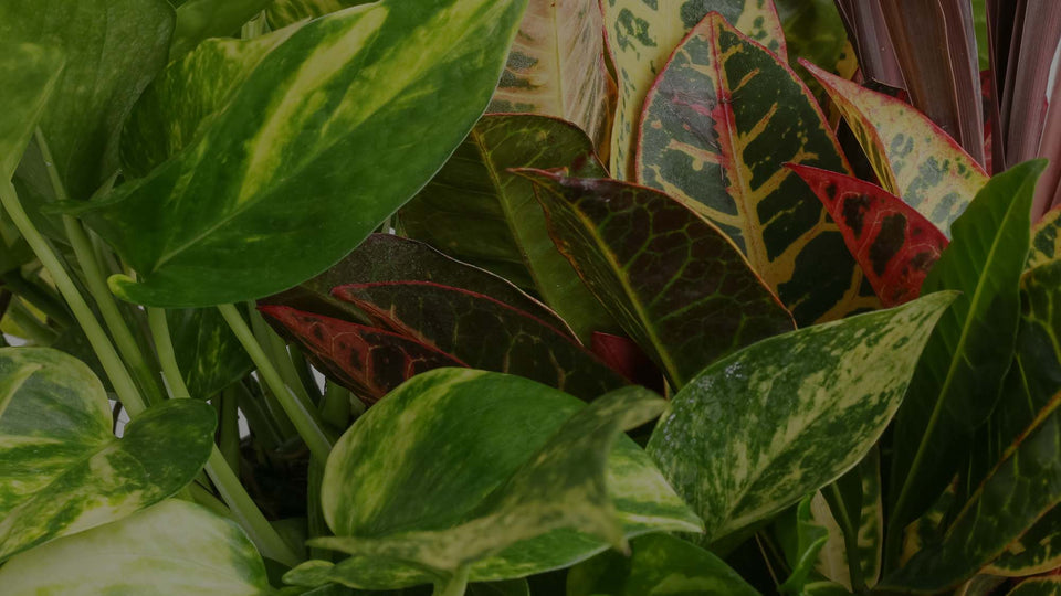 Closeup photo of variegated Golden Pothos leaves, Petra Croton leaves, and Dracaena marginata leaves