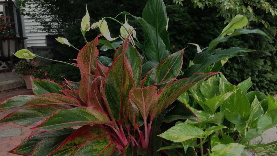 Summer container garden with red-variegated Aglaonema, white-flowering Peace Lily, and variegated Golden Pothos on shaded patio