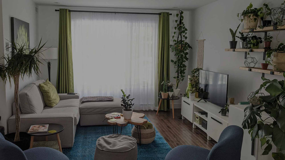 Apartment with houseplants, including Dracaena marginata, Raven ZZ, Golden Pothos, Monstera deliciosa, and others; with blue rug, blue chairs, and a white sofa; window with green curtains