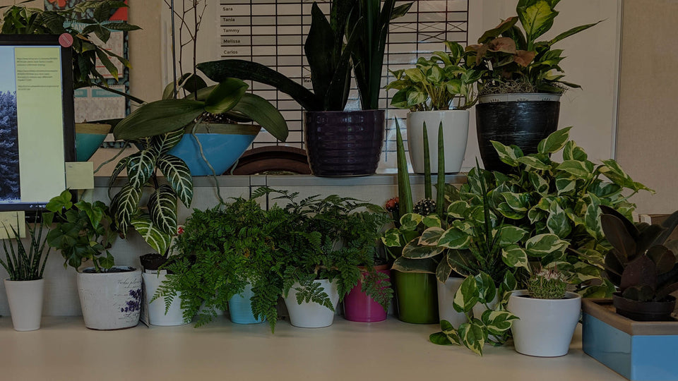 Desk at Costa Farms with lots of plants, including Sansevieria, Zebra Plant, Tree Ivy, Rabbit's Foot Fern, Glacier Pothos, Burgundy Ficus, Cactus, and More
