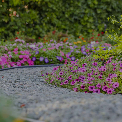 Gravel pathway in spring garden, flanked by pink petunias