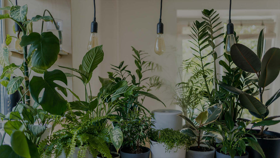 Collection of houseplants, including Monstera, Ficus, Zamioculcas, and Spathiphyllum, on tabletop under plant lights and with humidifier; windows in the background
