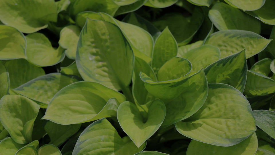 Closeup of perennial Hosta Rainforest Sunrise in a shaded perennial garden