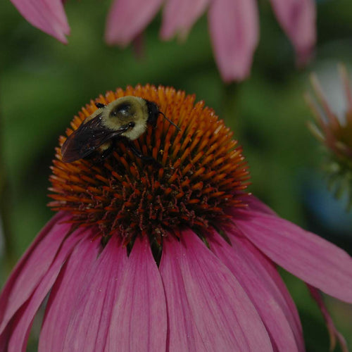Black-and-yellow Bumblebee on a purple coneflower in perennial flower garden at Costa Farms