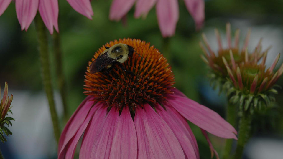 Black-and-yellow Bumblebee on a purple coneflower in perennial flower garden at Costa Farms