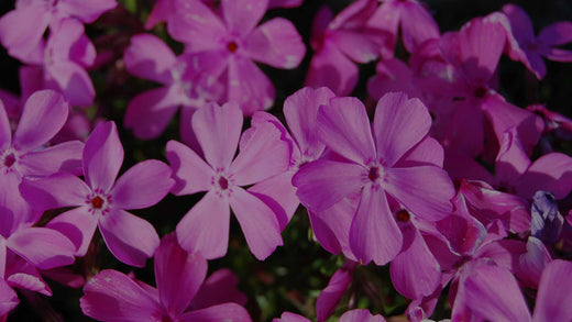 Closeup of pink perennial Creeping Phlox Drummond's Pink flowers in garden