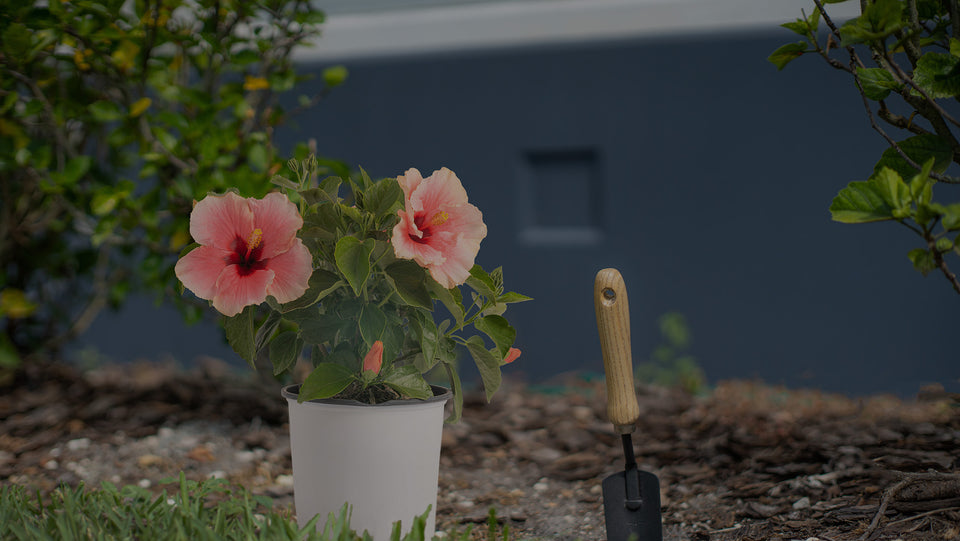 Pink Tropical Hibiscus (HibisQs Grace) in a white pot ready to be planted in a gardening bed next to a trowel