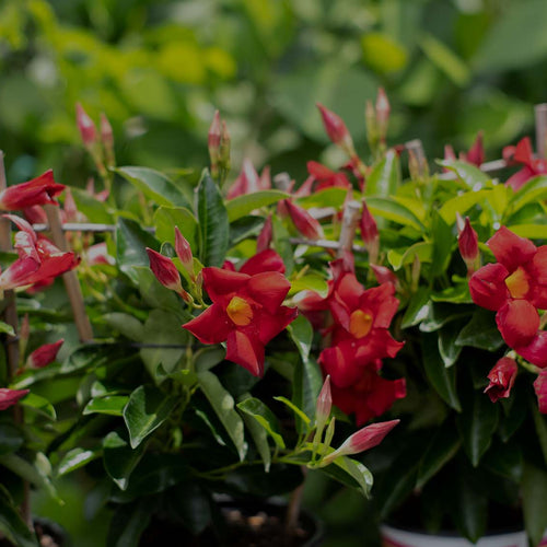 Closeup of three small red-flowering Mandevilla plants at Costa Farms