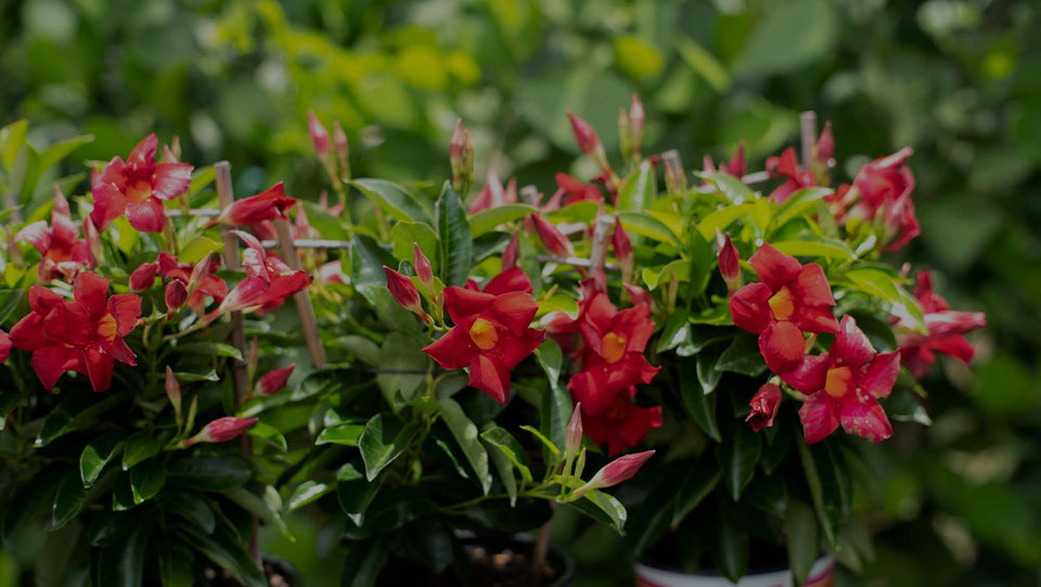 Closeup of three small red-flowering Mandevilla plants at Costa Farms