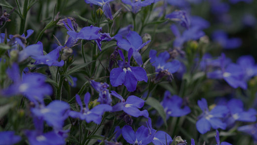 Closeup of annual blue-flowering lobelia in Costa Farms Trial Garden